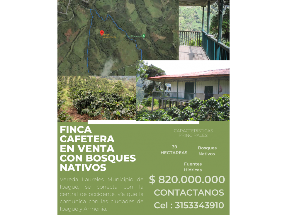IBAGUÉ / FINCA CAFETERA EN VENTA/VEREDA LAURELES/COCORA - 1