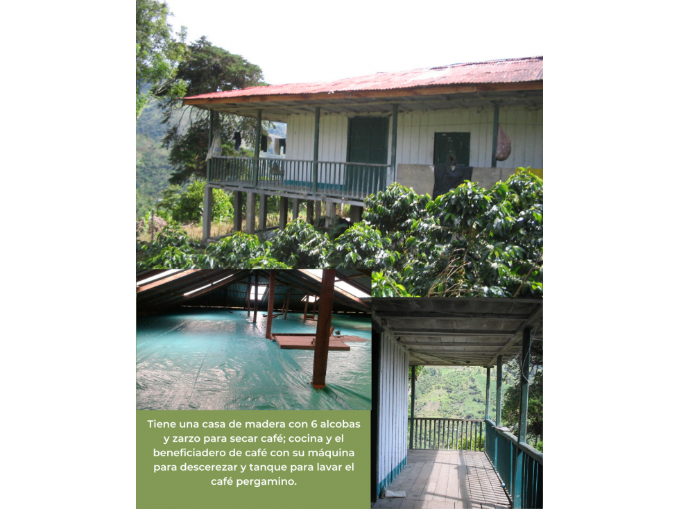 IBAGUÉ / FINCA CAFETERA EN VENTA/VEREDA LAURELES/COCORA - 4