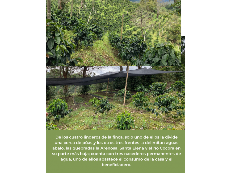 IBAGUÉ / FINCA CAFETERA EN VENTA/VEREDA LAURELES/COCORA - 5