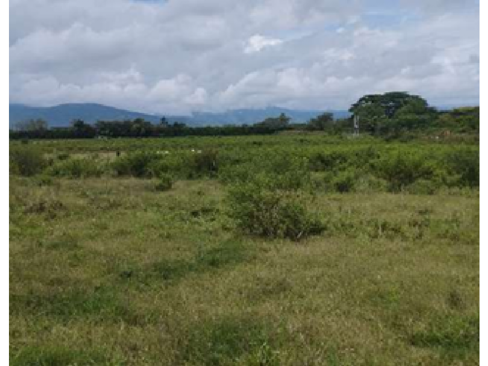 VENTA LOTE 122.960 M2 SOBRE VIA BUGA - TULUA USO AGRO INDUSTRIAL - 6
