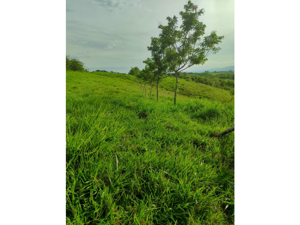 EN VENTA ESPECTACULAR FINCA VÍA PEREIRA - LA VIRGINIA — foto 5
