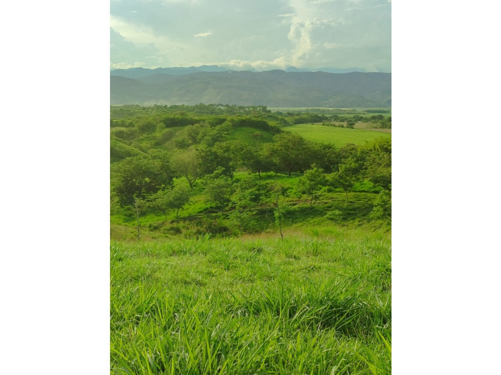 EN VENTA ESPECTACULAR FINCA VÍA PEREIRA - LA VIRGINIA — foto 6