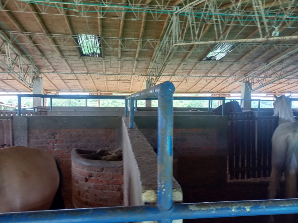FINCA PRODUCTIVA CORREGIMIENTO MORELIA PEREIRA — foto 5