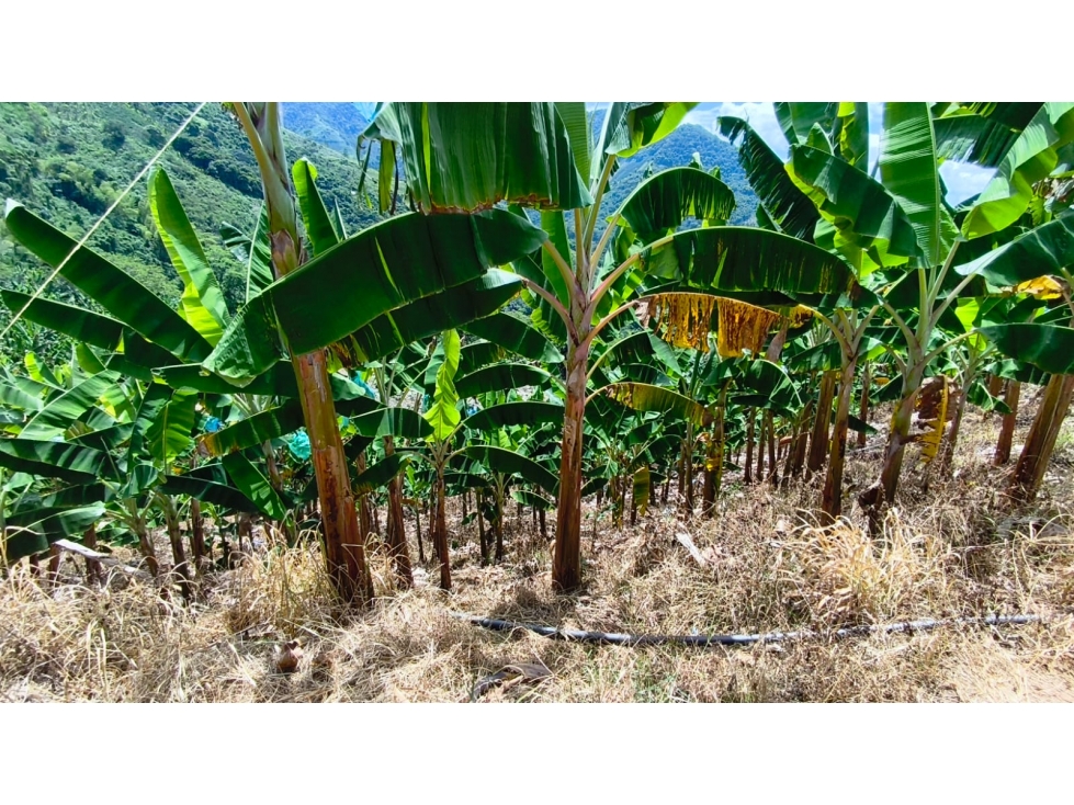 FINCA PRODUCTIVA EN VENTA EL VERGEL ANSERMA VALLE - 2