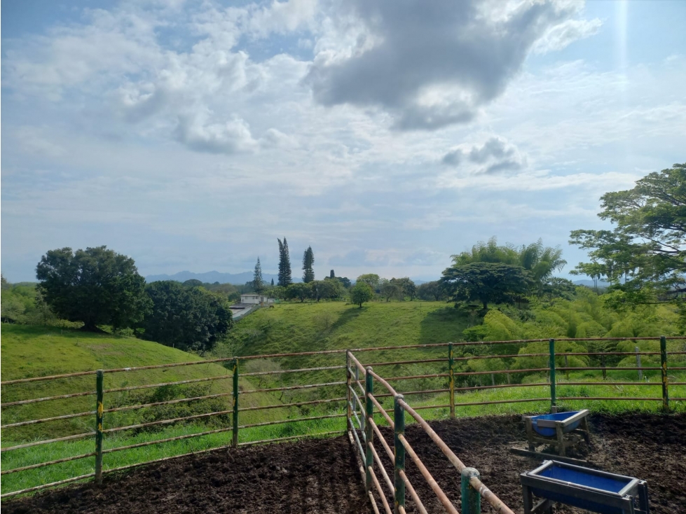 FINCA PRODUCTIVA CORREGIMIENTO MORELIA PEREIRA — foto 6