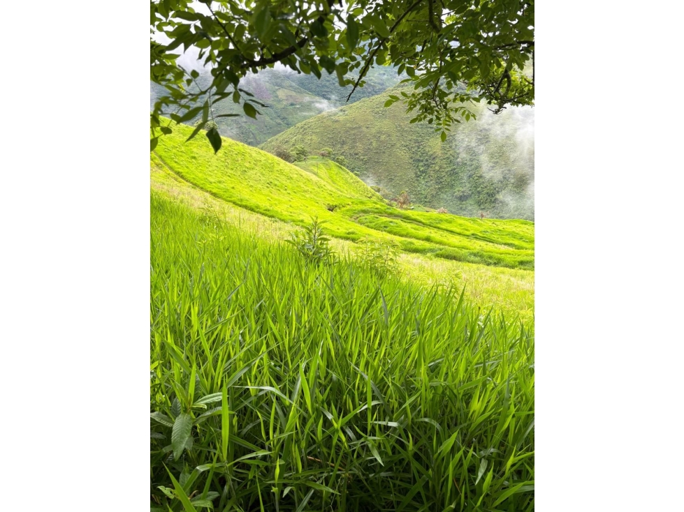 FINCA GANADERA EN VENTA VEREDA LA QUIEBRA ANSERMA NUEVO VALLE - 4