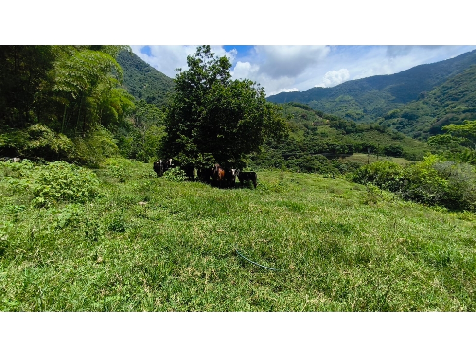 FINCA PRODUCTIVA EN VENTA EL VERGEL ANSERMA VALLE - 3