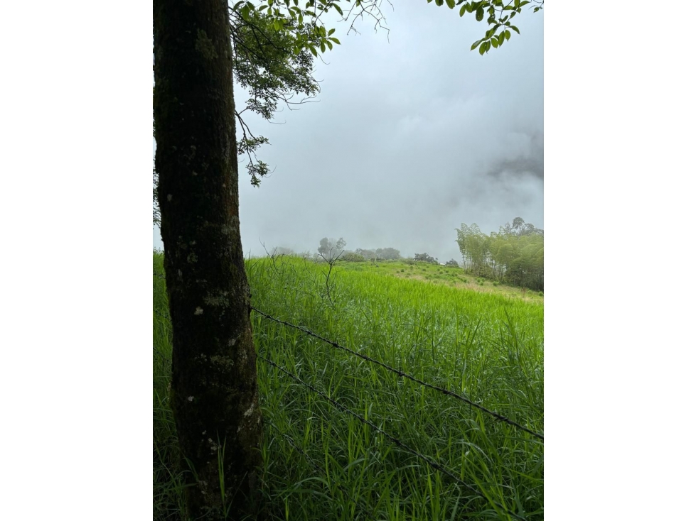 FINCA GANADERA EN VENTA VEREDA LA QUIEBRA ANSERMA NUEVO VALLE - 5