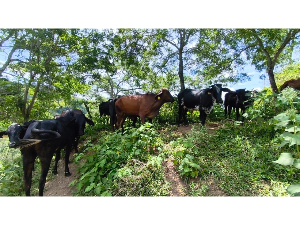 FINCA PRODUCTIVA EN VENTA EL VERGEL ANSERMA VALLE - 4