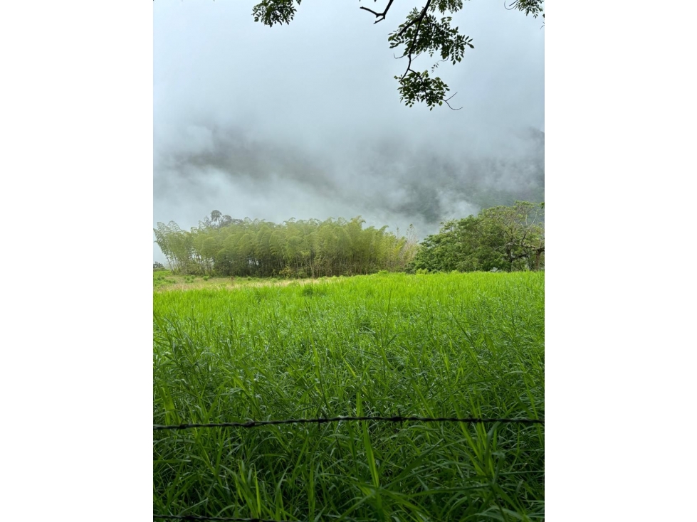 FINCA GANADERA EN VENTA VEREDA LA QUIEBRA ANSERMA NUEVO VALLE - 6