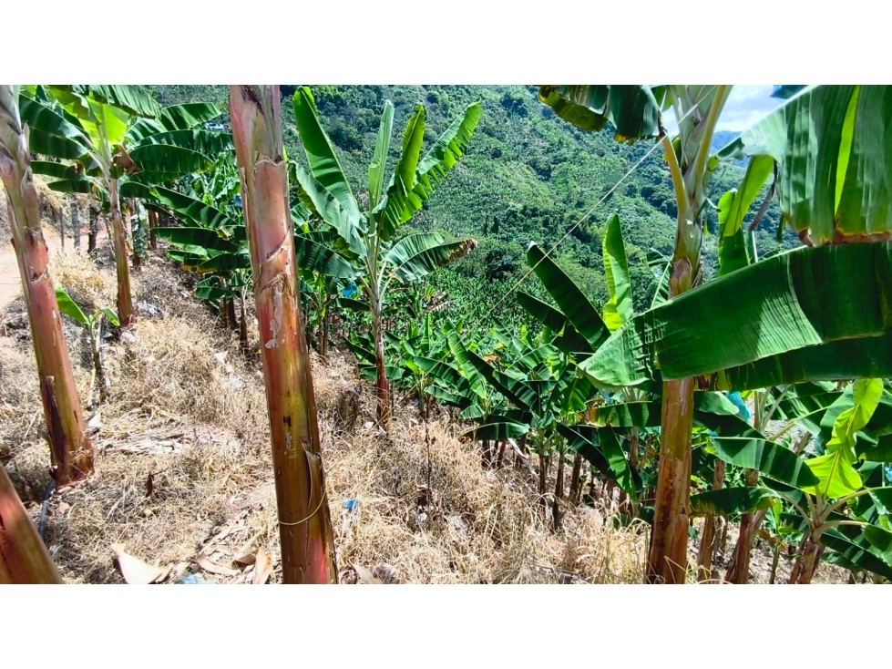FINCA PRODUCTIVA EN VENTA EL VERGEL ANSERMA VALLE - 5