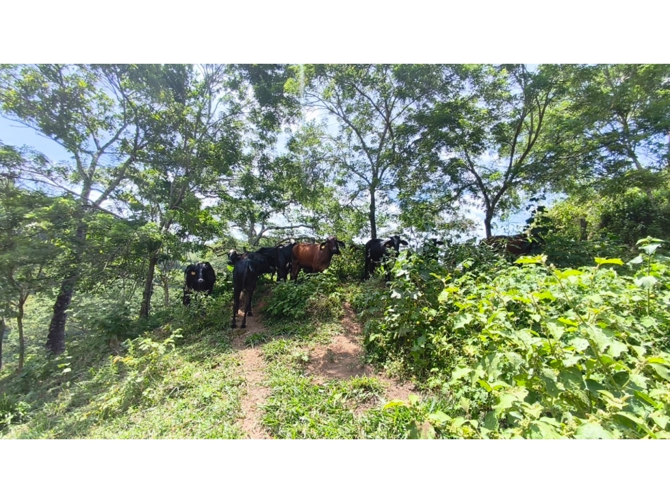 FINCA PRODUCTIVA EN VENTA EL VERGEL ANSERMA VALLE - 6