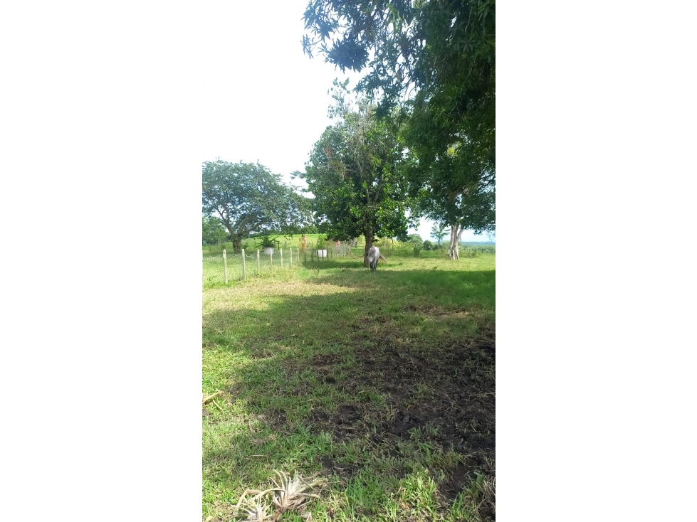FINCA PRODUCTIVA CORREGIMIENTO MORELIA PEREIRA — foto 4