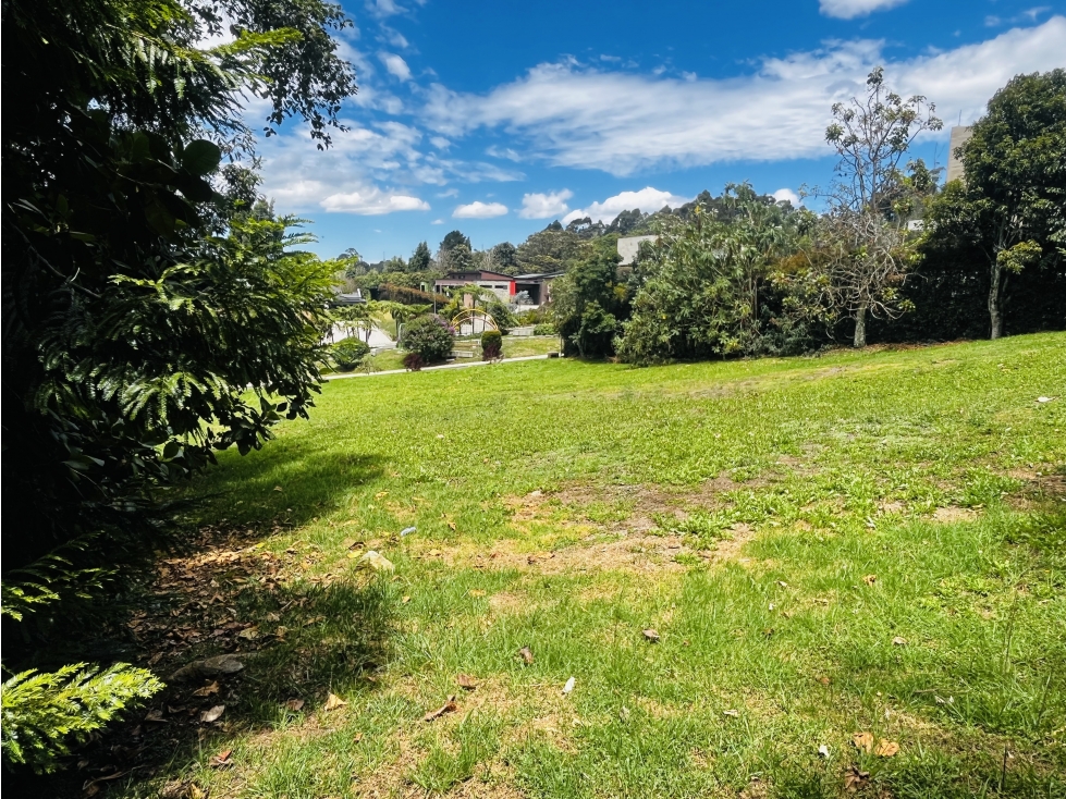 Lote alto de palmas