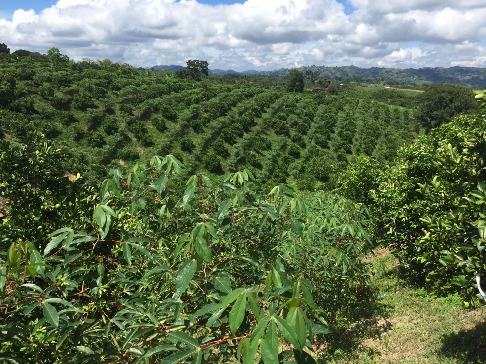 Finca - 2
