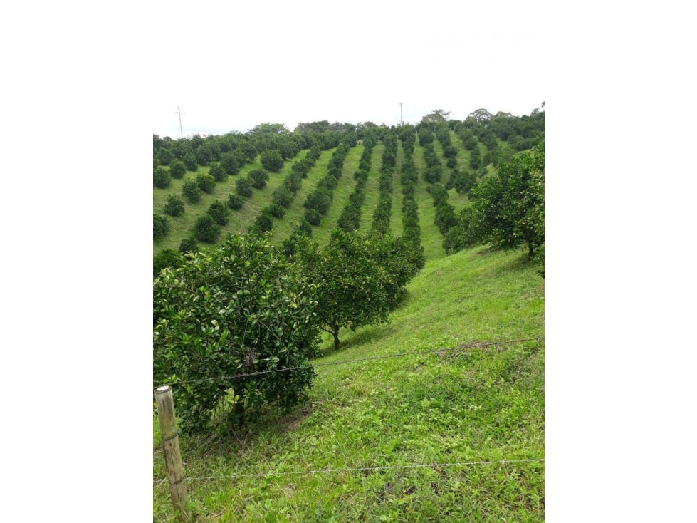Finca - 4