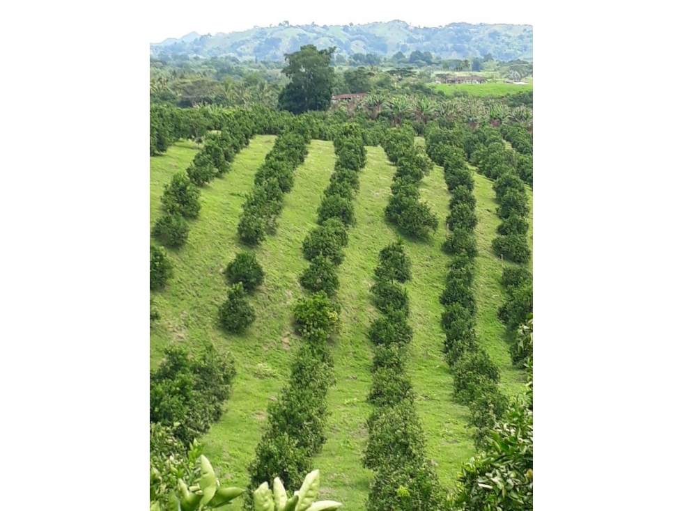 Finca - 5