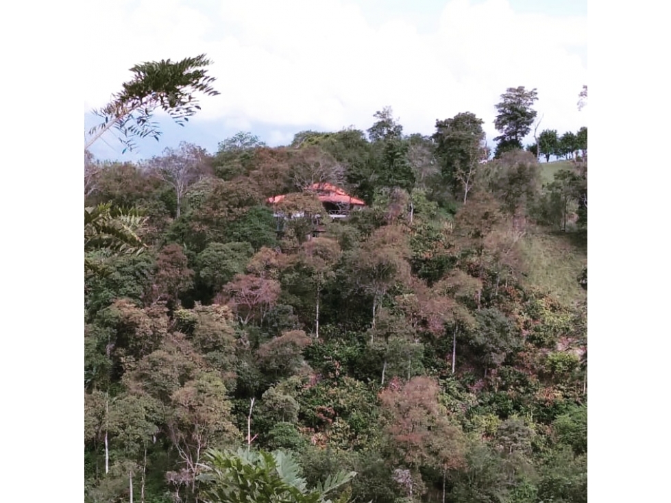 En venta hermosa finca en Viterbo, Caldas - 4
