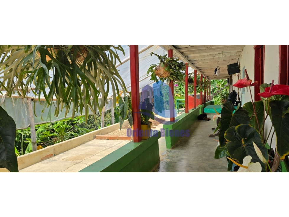 Vereda la Miel, municipio de La Ceja, Antioquia.