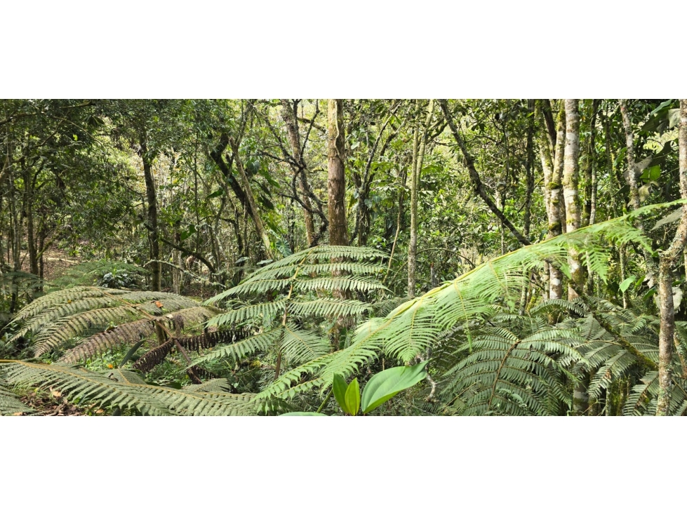 Lote ubicado en la vereda las lomitas, municipio de La Ceja, Antioquia — foto 5