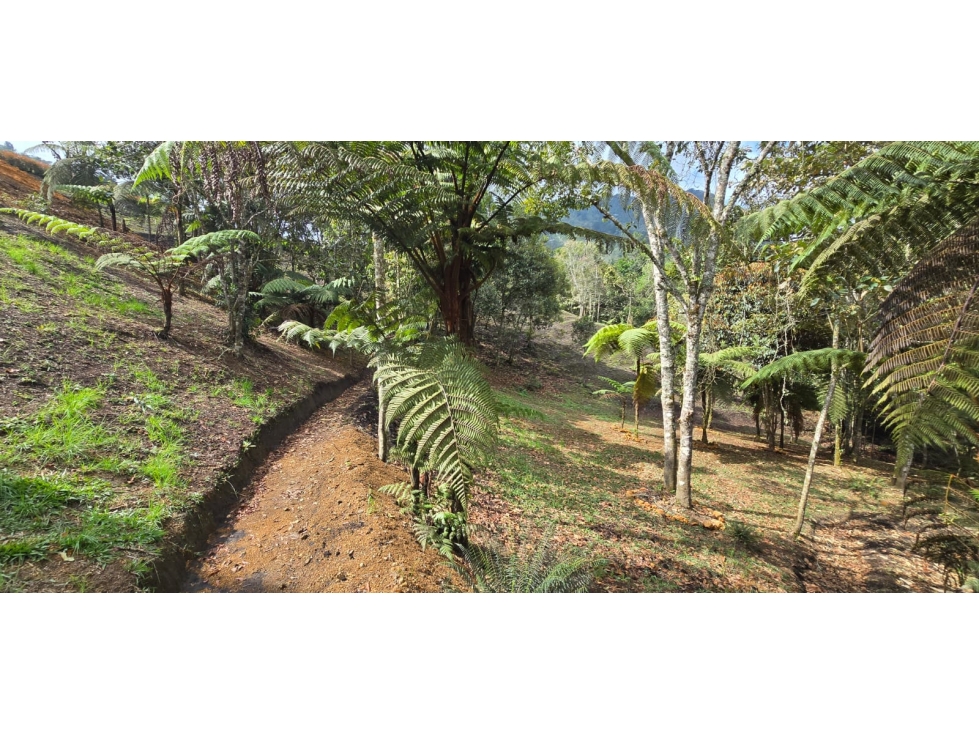 Lote ubicado en la vereda las lomitas, municipio de La Ceja, Antioquia — foto 6