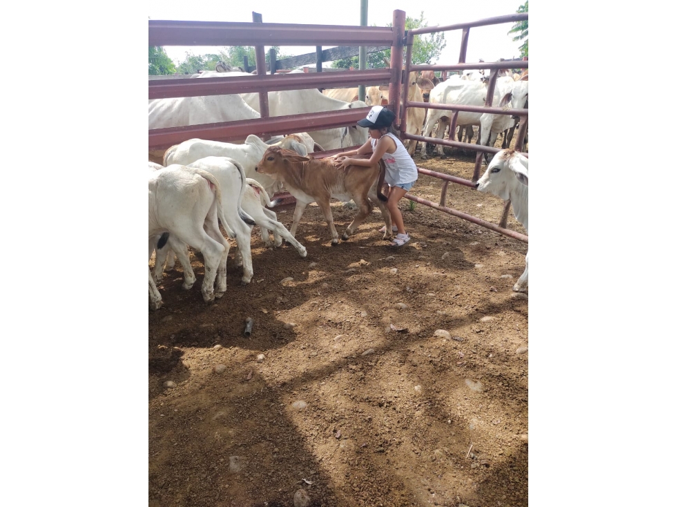 VENTA DE FINCA SABANA DE TORRES VIA PANAMERICANA COD:1074 - 2