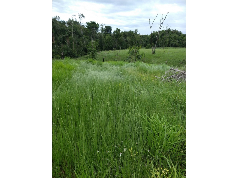 VENTA DE FINCA SABANA DE TORRES VIA PANAMERICANA COD:1074 - 1