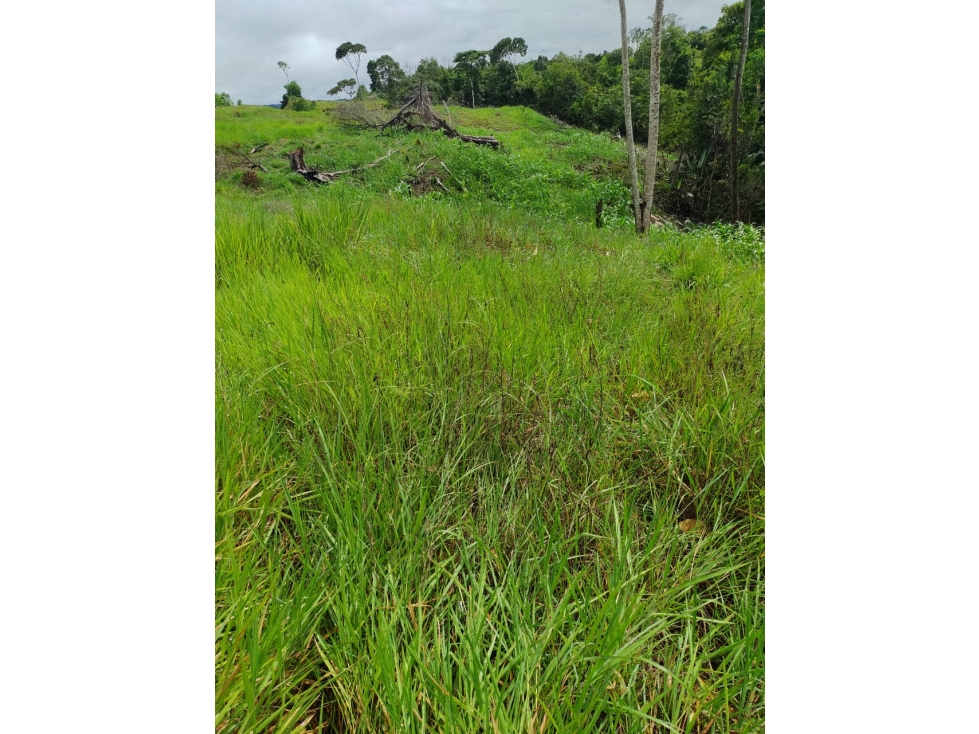 VENTA DE FINCA SABANA DE TORRES VIA PANAMERICANA COD:1074 - 5