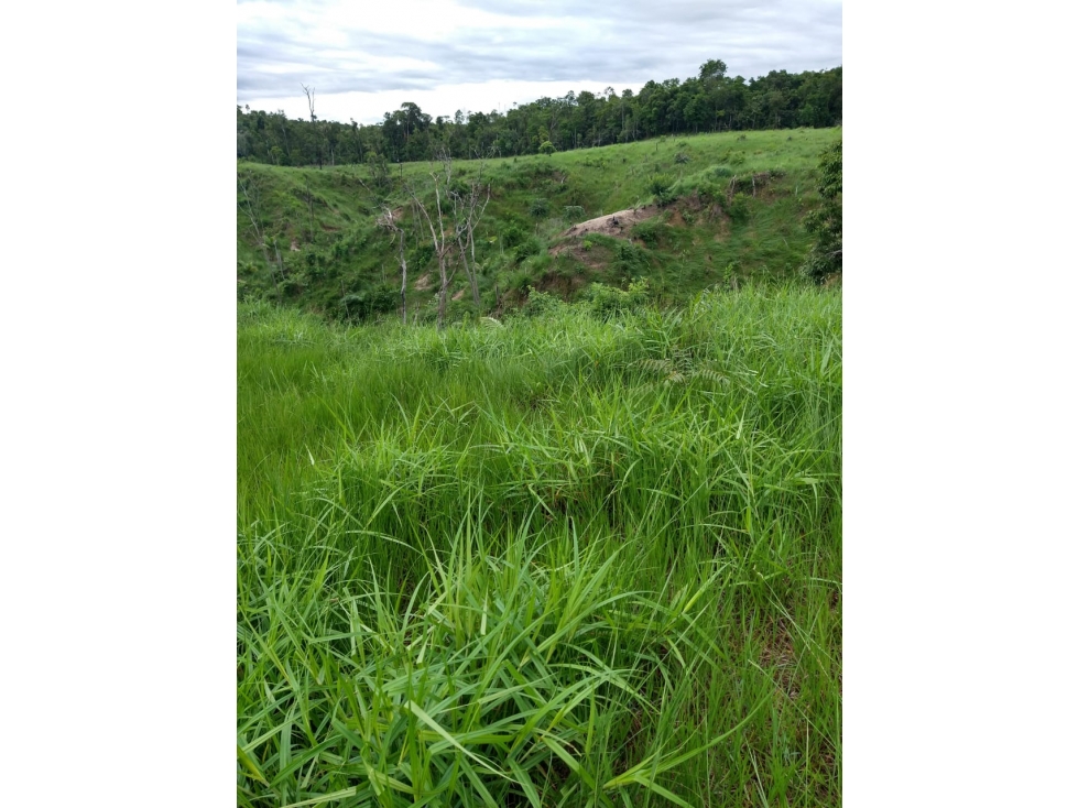 VENTA DE FINCA SABANA DE TORRES VIA PANAMERICANA COD:1074 - 3