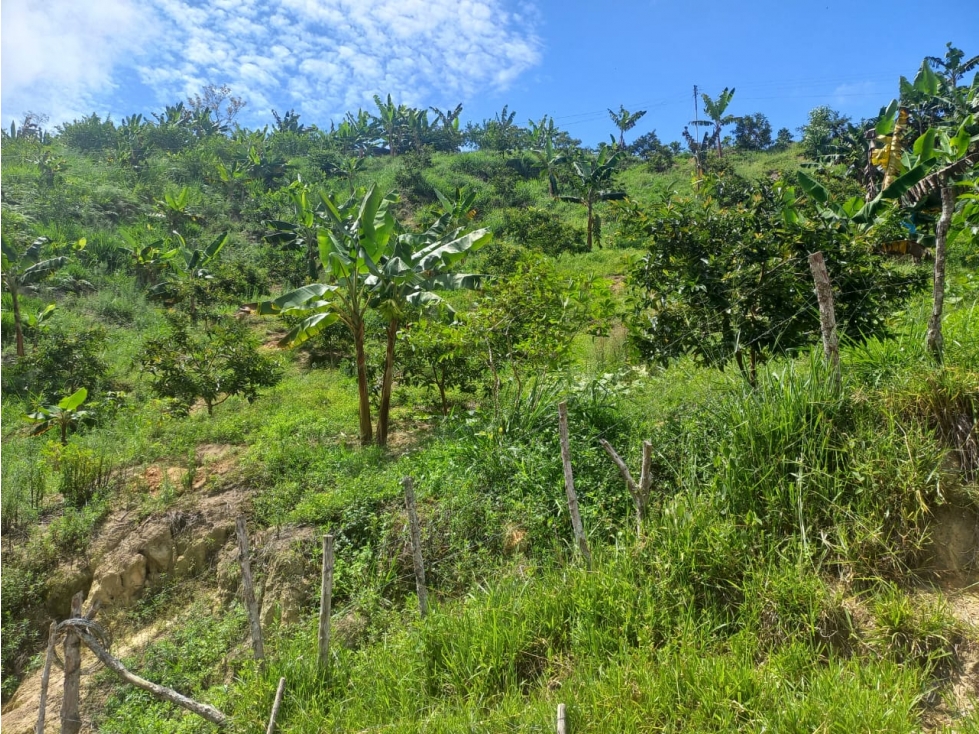 VENTA DE FINCA EN LEBRIJA SANTANDER COD:1083 - 5