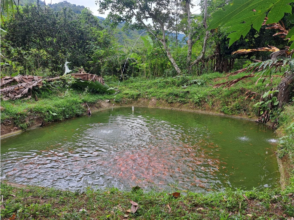 VENTA DE FINCA RIO NEGRO SANTANDER 10 HECTAREAS COD:1229 - 6