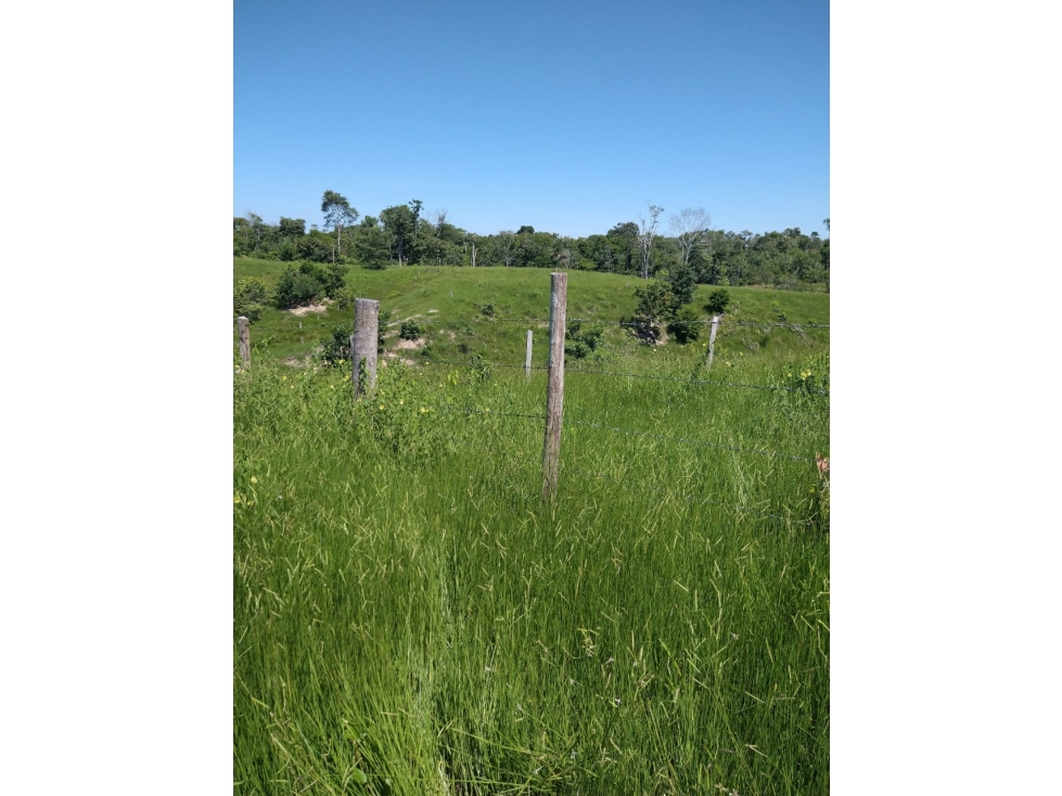 VENTA DE FINCA SABANA DE TORRES VIA PANAMERICANA COD:1074 - 4