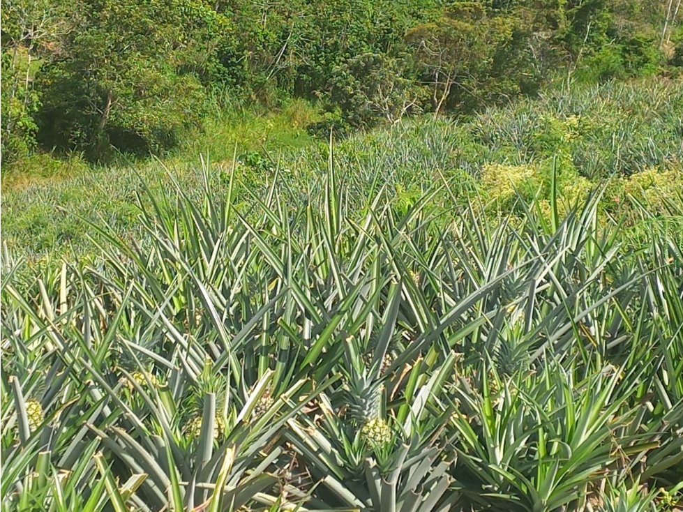 VENTA DE FINCA EN LEBRIJA SANTANDER COD:1083 - 2