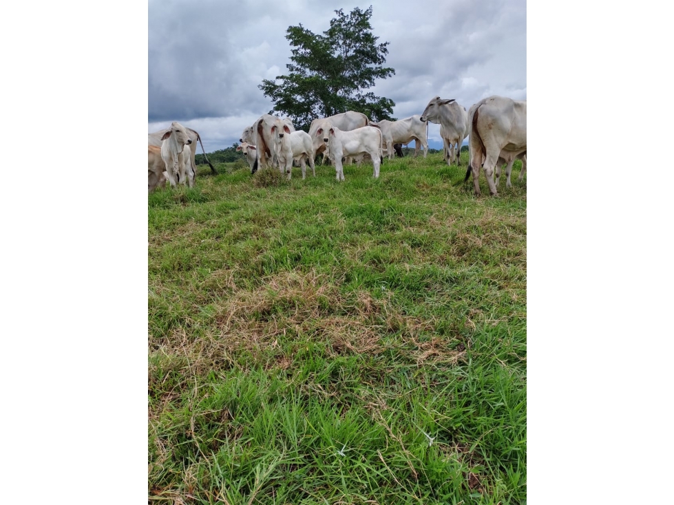 VENTA DE FINCA SABANA DE TORRES VIA PANAMERICANA COD:1074 - 6