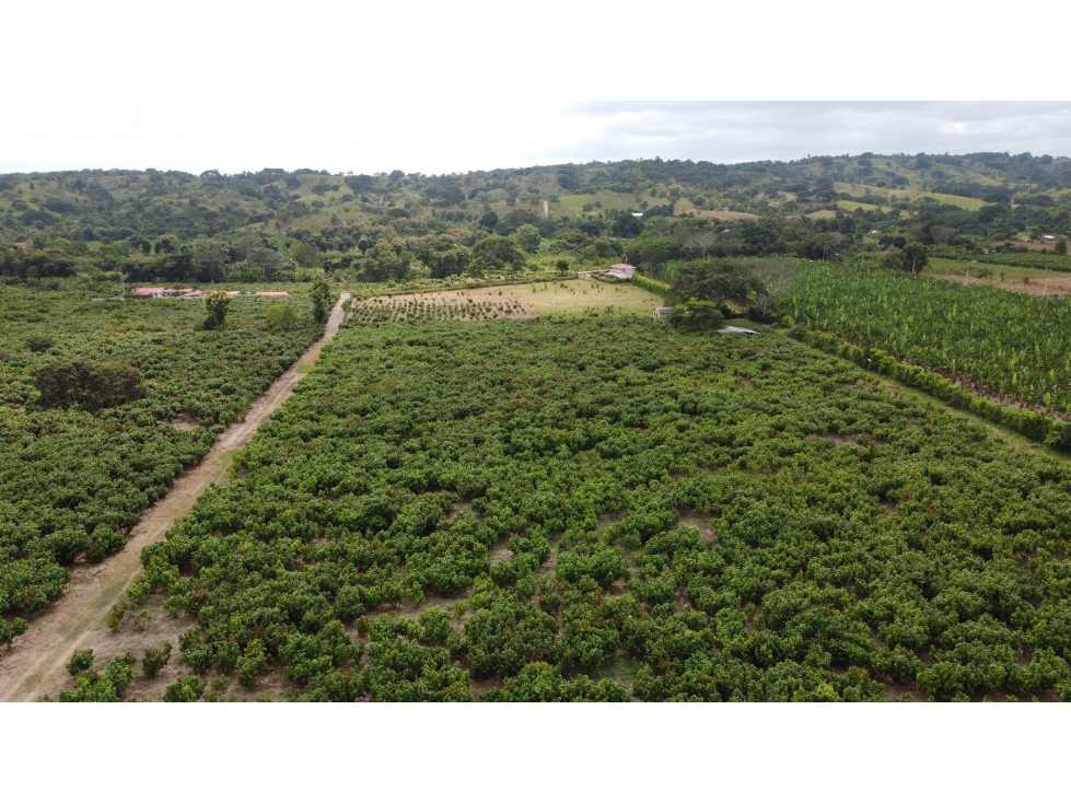 Se vende finca cacaotera 4 hectáreas en producción, Canoa. - 1