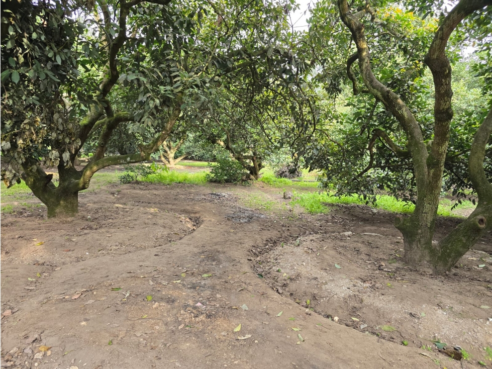 En venta Quinta con arboles frutales y casa en Guayllabamba Quito - 1