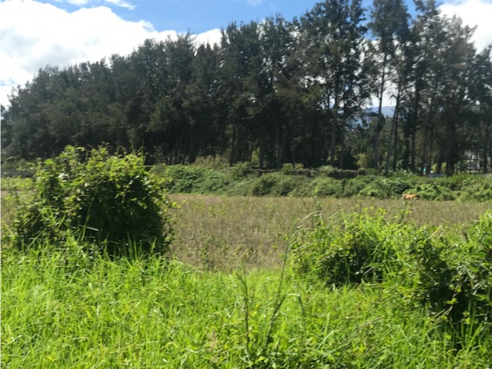 VENTA TERRENO 4.600 M2 EN PUEMBO CERCA CLUB ARRAYANES - 3