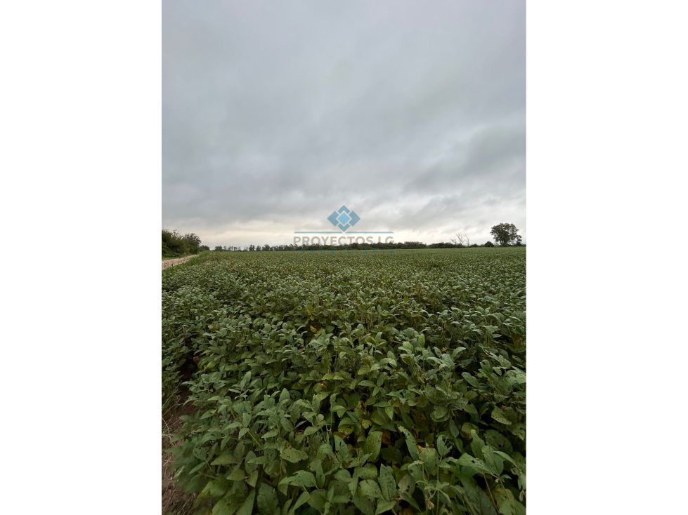 VENTA - CAMPO - 12 HECTAREAS - COLONIA CAROYA - 2