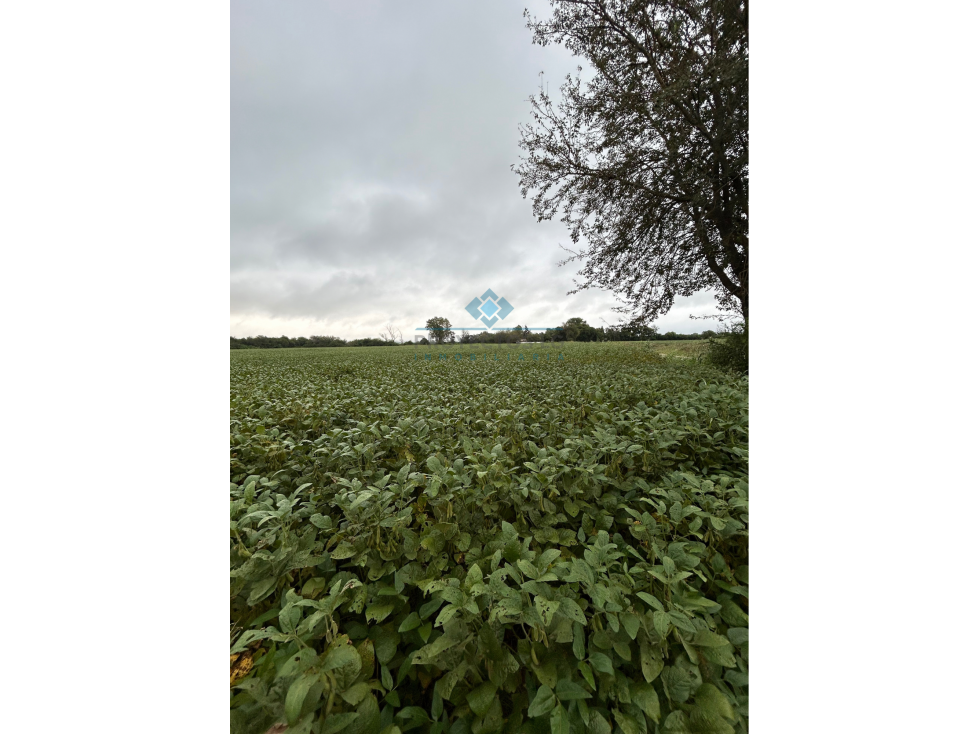 VENTA - CAMPO - 12 HECTAREAS - COLONIA CAROYA - 6