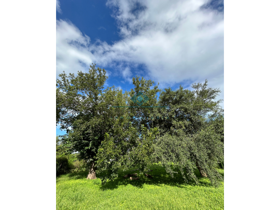 VENTA-OPORTUNIDAD ÚNICA EN SINSACATE - LOTE PREMIUM - 6