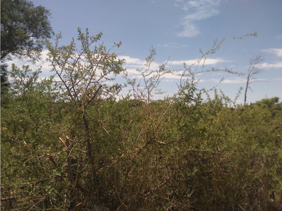 LOTE EN VENTA EN CALLE TUCUMAN DESPEÑADEROS - 4