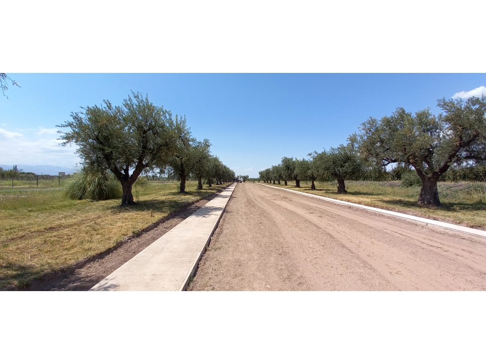 LOTES EN MONTEOLIVO BARRIO PRIVADO Lujan de Cuyo Mendoza - 5