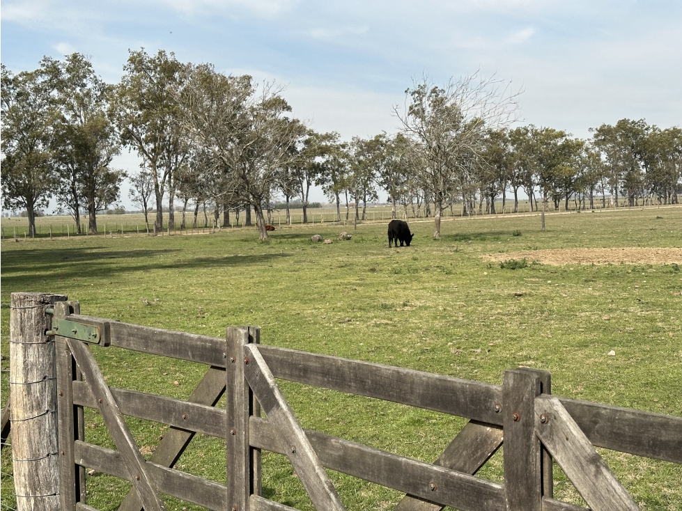 Campo en venta. 26 Has. mixto en Loma Verde - 1
