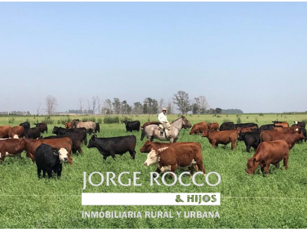 Campo en venta en Brandsen. 75 Has mixto - 2