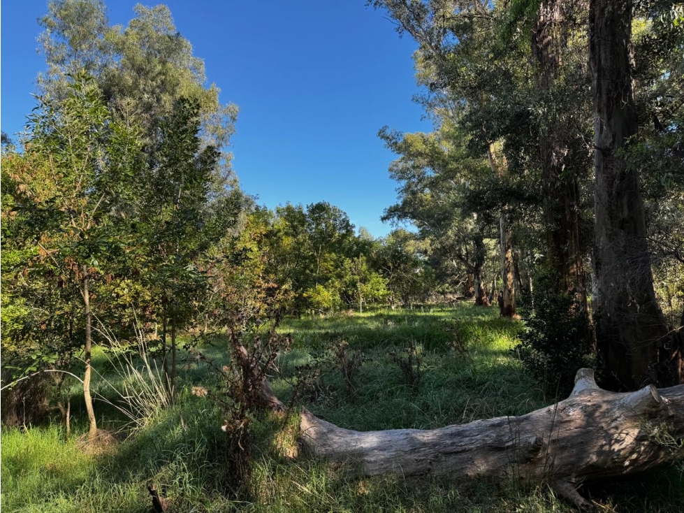 Lote en venta en Barrio "Los Bosquecitos" en Brandsen - 2