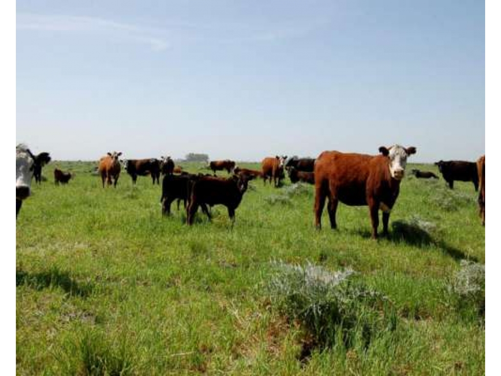 Campo en venta en Brandsen. 75 Has mixto - 3