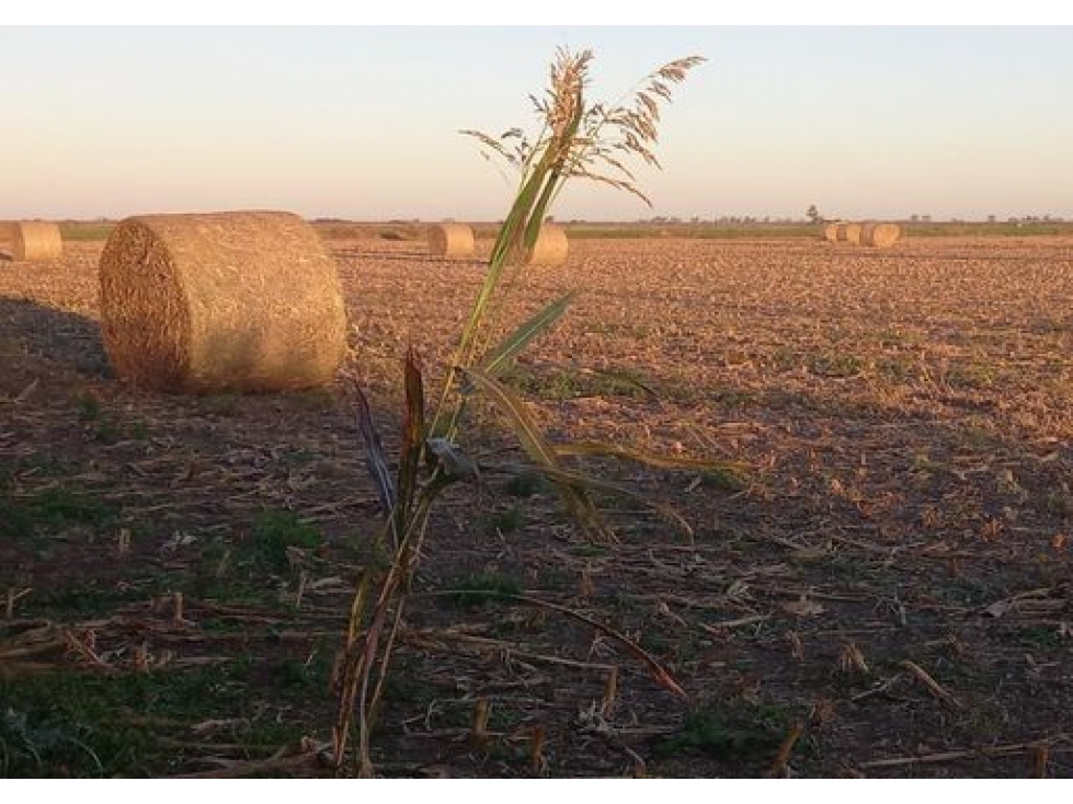 Campo en venta en Ranchos. 47 Has. mixtas - 4