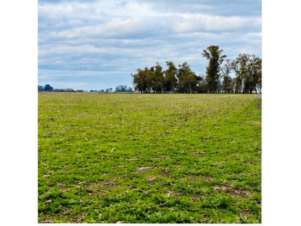 Campo de 201 Has en Ranchos (Bs. As.) - 6