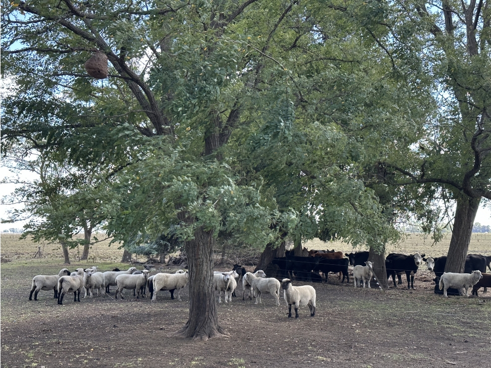 Campo de 450 Has en Magdalena (Bs. As.) - 2