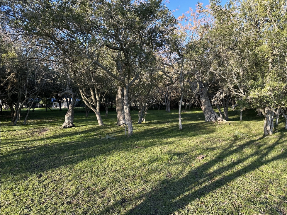 Campo en venta en Brandsen. 49 Has mixto - 6